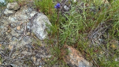 Gilia achilleifolia