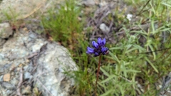 Gilia achilleifolia