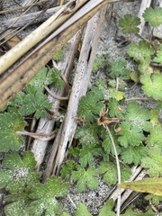 Geranium sessiliflorum