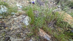 Gilia achilleifolia