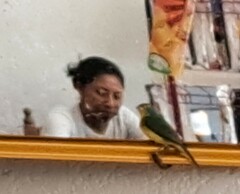 Passerina leclancherii