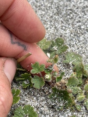 Geranium sessiliflorum