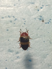 Callischyrus amoenus