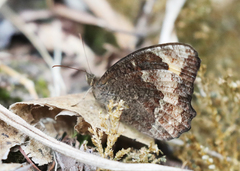 Pedaliodes symmachus