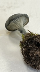 Arrhenia chlorocyanea