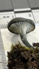 Arrhenia chlorocyanea