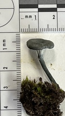 Arrhenia chlorocyanea