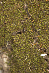 Macromitrium brevicaule