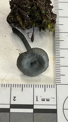 Arrhenia chlorocyanea