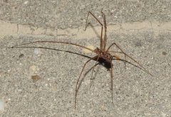 Hoplopholcus forskali