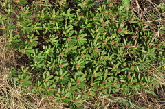 Daphne cneorum