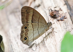Euptychoides laccine