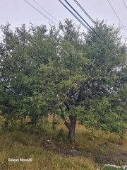 Quercus vaseyana
