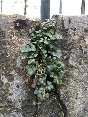 Asplenium ruta-muraria