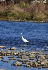 Egretta garzetta