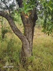 Quercus vaseyana
