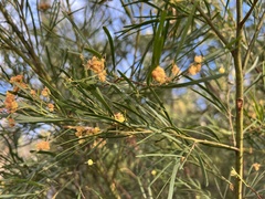 Acacia betchei