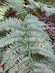 Dryopteris oligodonta