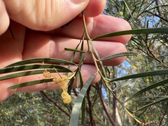 Acacia betchei