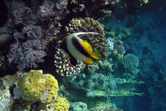 Heniochus intermedius