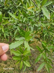 Quercus vaseyana