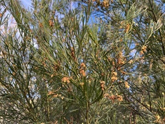 Acacia betchei