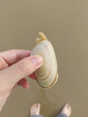 Amarilladesma mactroides