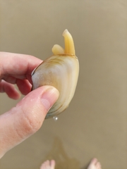 Amarilladesma mactroides