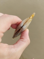 Amarilladesma mactroides