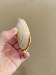 Amarilladesma mactroides