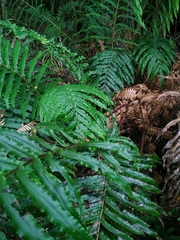 Blechnum