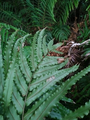 Blechnum