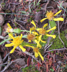 Senecio integerrimus