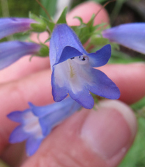 Penstemon radicosus