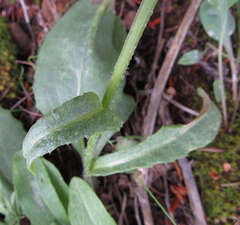 Senecio integerrimus
