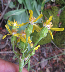 Senecio integerrimus