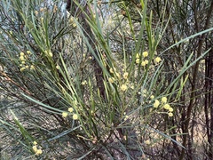 Acacia betchei