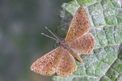Riodinidae