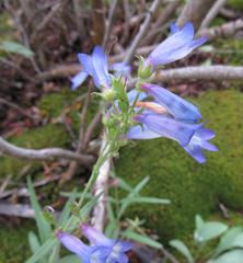 Penstemon radicosus