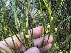 Acacia betchei