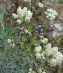 Antennaria rosea
