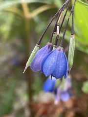 Billardiera heterophylla
