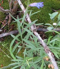 Penstemon radicosus