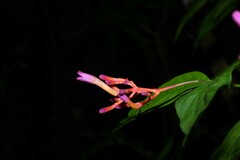 Palicourea longiflora