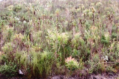 Seriphium cinereum