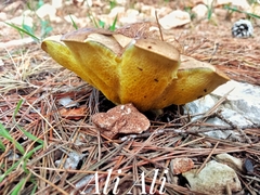 Suillus granulatus