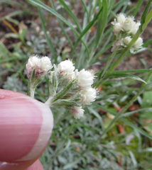 Antennaria rosea