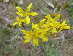 Crepis acuminata