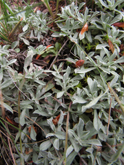 Antennaria rosea
