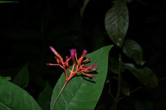 Palicourea longiflora